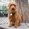 dog sitting up on a park bench wrapped around a tree